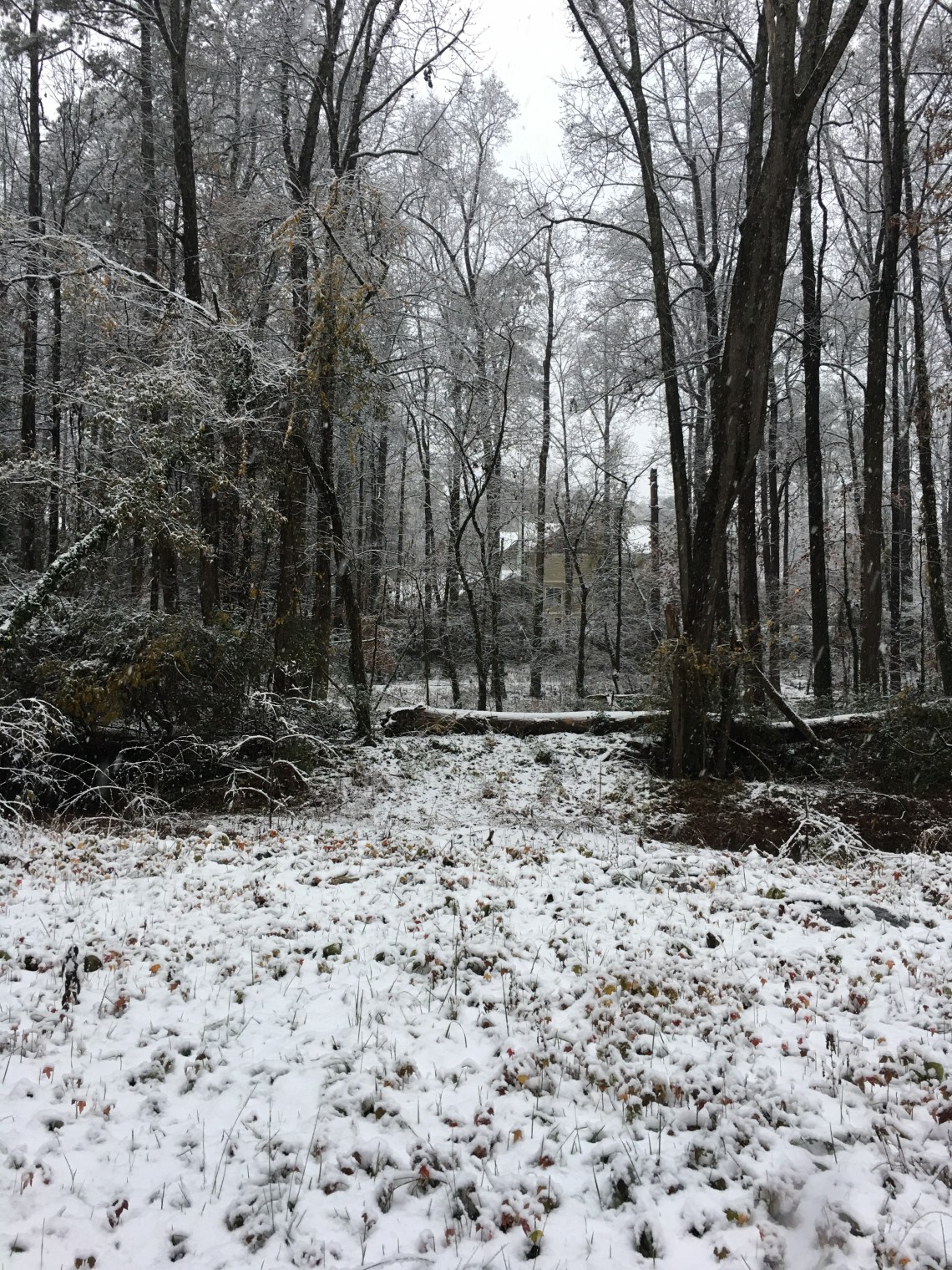 Snow day Dec 9 2017 Dearborn Park Deerwood Trail